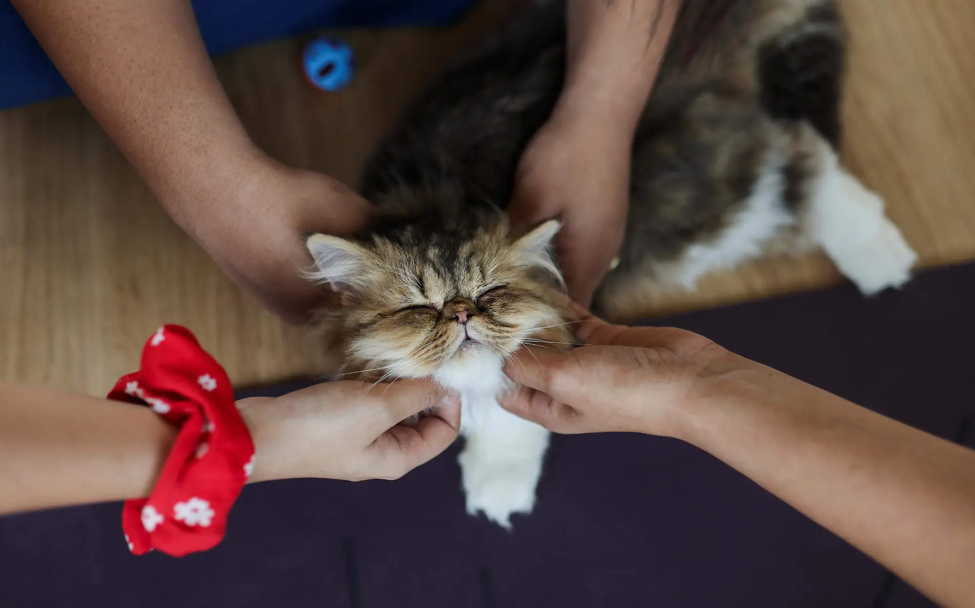 Cuidar a tu gato desde pequeño y enseñarle a no andar en la calle puede salvarlo y salvarte de muchos problemas Reuters (1)